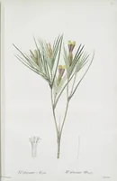 Picture 486 of 960 from Les liliacées (1805), leaf 251