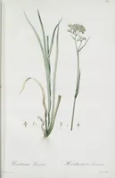 Picture 489 of 960 from Les liliacées (1805), leaf 253