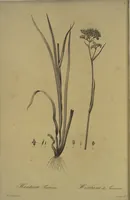 Picture 490 of 960 from Les liliacées (1805), leaf 253