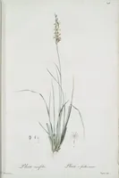 Picture 492 of 960 from Les liliacées (1805), leaf 254