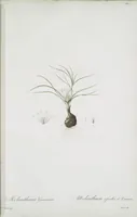 Picture 493 of 960 from Les liliacées (1805), leaf 255