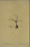 Picture 494 of 960 from Les liliacées (1805), leaf 255