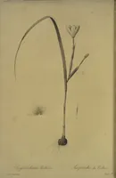 Picture 495 of 960 from Les liliacées (1805), leaf 256