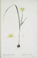 Picture 496 of 960 from Les liliacées (1805), leaf 256