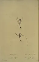 An illustration from Les liliacées (1805)