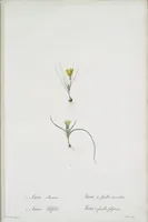 Picture 498 of 960 from Les liliacées (1805), leaf 257