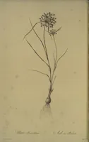 Picture 500 of 960 from Les liliacées (1805), leaf 258