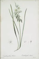 Picture 501 of 960 from Les liliacées (1805), leaf 259