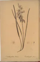 Picture 502 of 960 from Les liliacées (1805), leaf 259