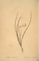 Picture 47 of 960 from Les liliacées (1805), leaf 26
