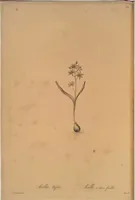 Picture 503 of 960 from Les liliacées (1805), leaf 260