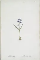 Picture 504 of 960 from Les liliacées (1805), leaf 260
