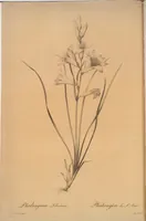 Picture 505 of 960 from Les liliacées (1805), leaf 261
