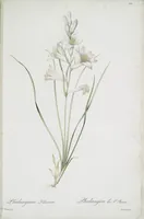 Picture 506 of 960 from Les liliacées (1805), leaf 261