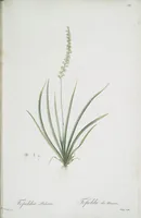 Picture 508 of 960 from Les liliacées (1805), leaf 262