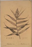 Picture 509 of 960 from Les liliacées (1805), leaf 263