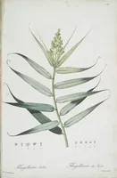 Picture 510 of 960 from Les liliacées (1805), leaf 263