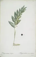 Picture 511 of 960 from Les liliacées (1805), leaf 264