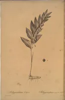 Picture 512 of 960 from Les liliacées (1805), leaf 264