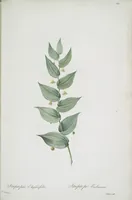 Picture 513 of 960 from Les liliacées (1805), leaf 265