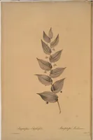 Picture 514 of 960 from Les liliacées (1805), leaf 265