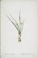 Picture 515 of 960 from Les liliacées (1805), leaf 266