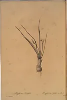Picture 516 of 960 from Les liliacées (1805), leaf 266