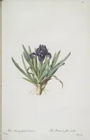 Picture 517 of 960 from Les liliacées (1805), leaf 267