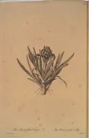 Picture 518 of 960 from Les liliacées (1805), leaf 267
