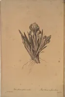 An illustration from Les liliacées (1805)