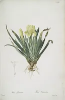 Picture 521 of 960 from Les liliacées (1805), leaf 269