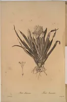 Picture 522 of 960 from Les liliacées (1805), leaf 269
