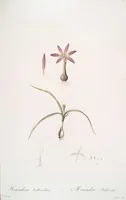 Picture 49 of 960 from Les liliacées (1805), leaf 27