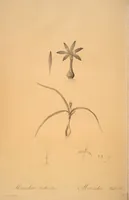 Picture 50 of 960 from Les liliacées (1805), leaf 27