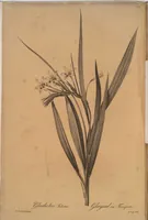 Picture 523 of 960 from Les liliacées (1805), leaf 270