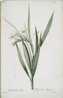 Picture 524 of 960 from Les liliacées (1805), leaf 270