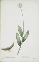 Picture 525 of 960 from Les liliacées (1805), leaf 271