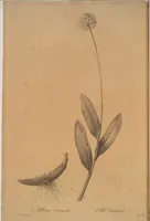 Picture 526 of 960 from Les liliacées (1805), leaf 271