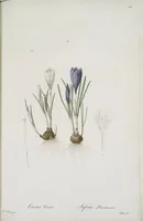 Picture 527 of 960 from Les liliacées (1805), leaf 272