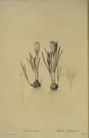 Picture 528 of 960 from Les liliacées (1805), leaf 272