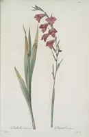 An illustration from Les liliacées (1805)