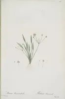 Picture 531 of 960 from Les liliacées (1805), leaf 274