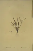 Picture 532 of 960 from Les liliacées (1805), leaf 274