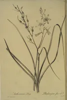 Picture 533 of 960 from Les liliacées (1805), leaf 275