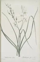 Picture 534 of 960 from Les liliacées (1805), leaf 275