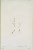 Picture 535 of 960 from Les liliacées (1805), leaf 276
