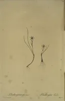 Picture 536 of 960 from Les liliacées (1805), leaf 276