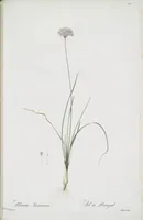 Picture 537 of 960 from Les liliacées (1805), leaf 277