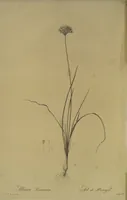Picture 538 of 960 from Les liliacées (1805), leaf 277