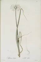 Picture 539 of 960 from Les liliacées (1805), leaf 278